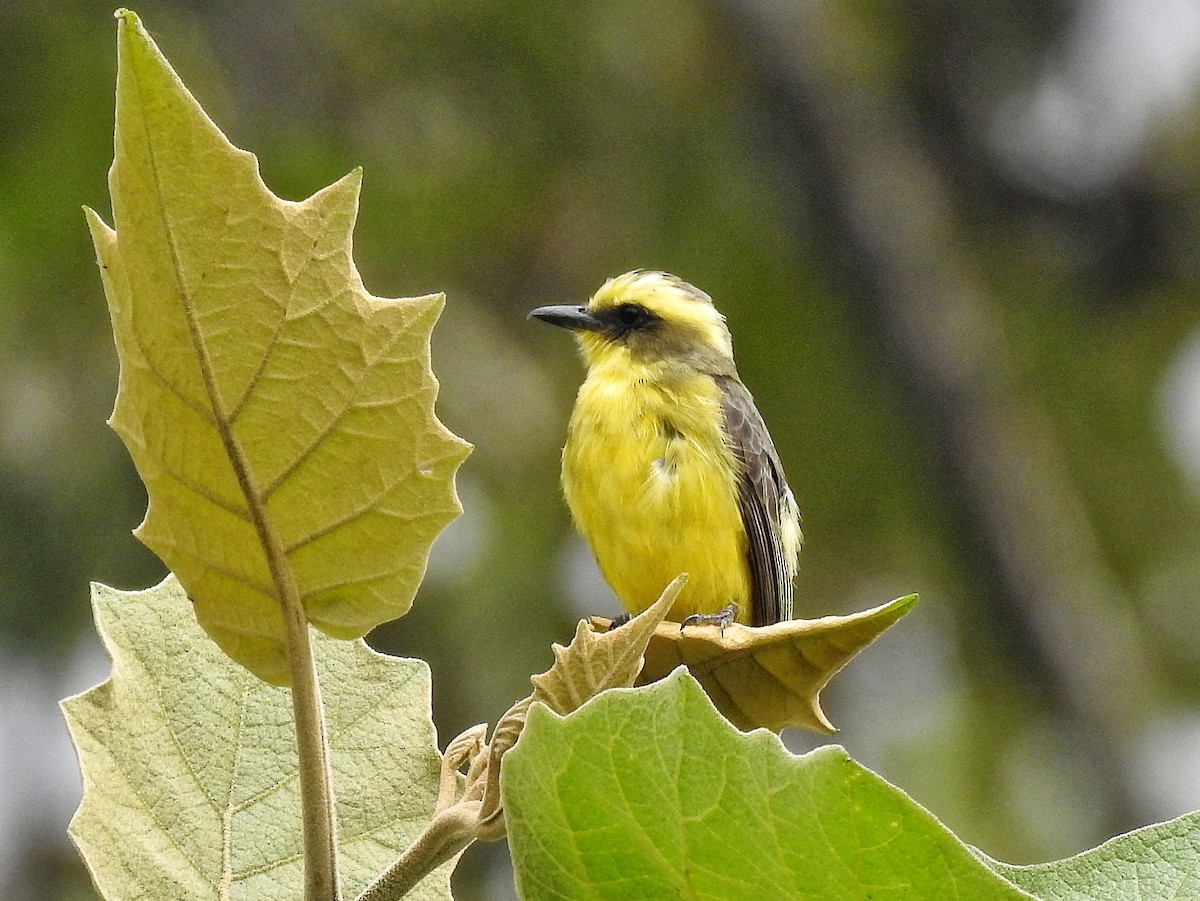 Lemon-browed Flycatcher - ML641869106