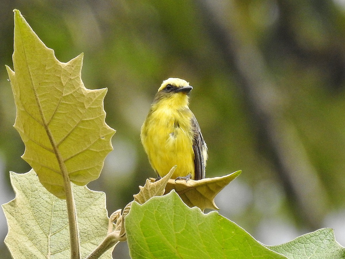Lemon-browed Flycatcher - ML641869107
