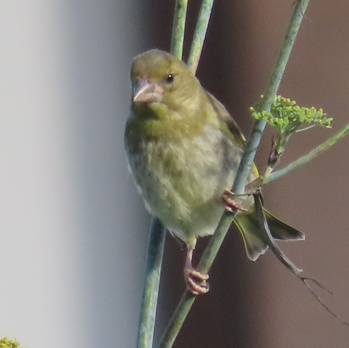 European Greenfinch - ML641869109