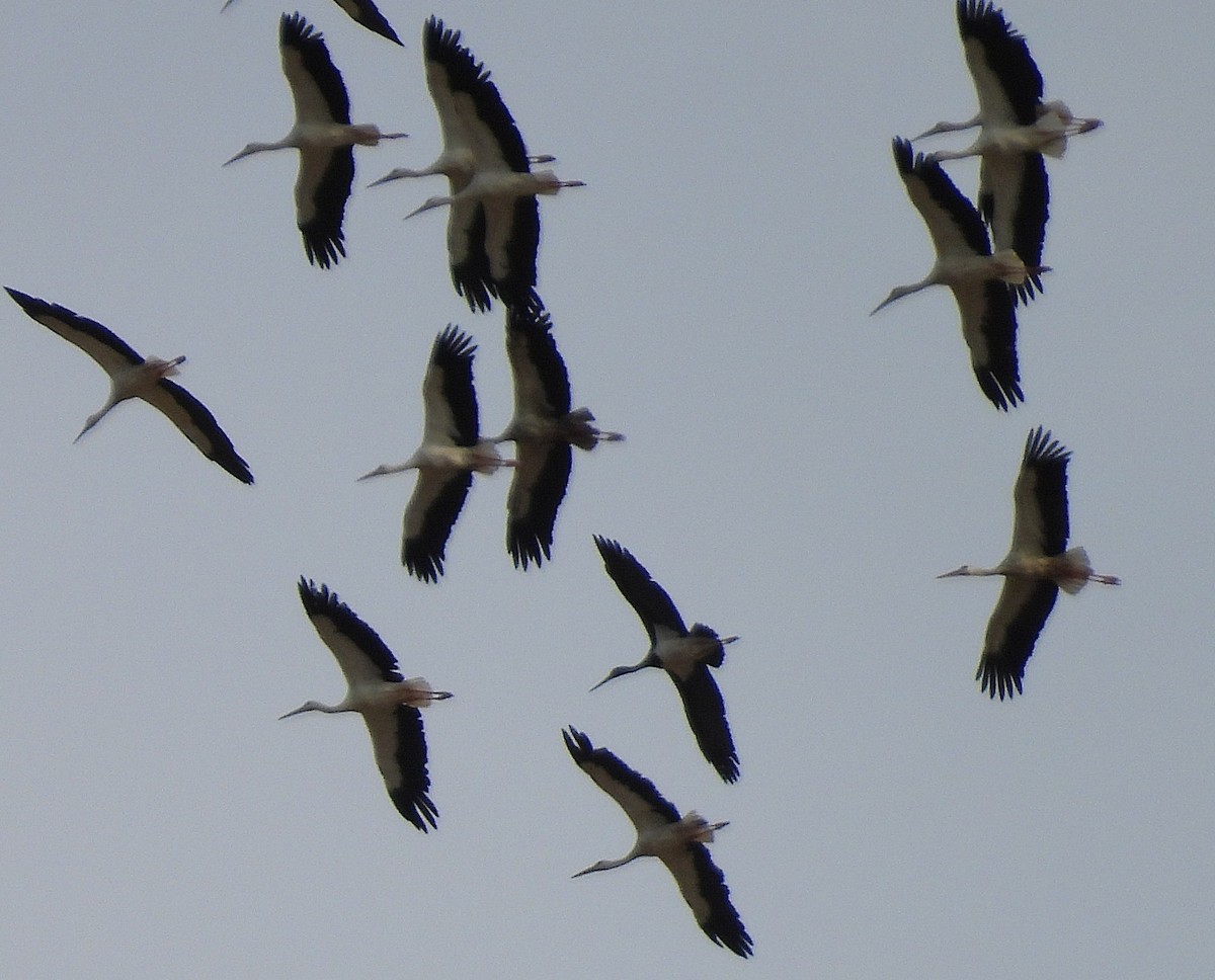 Cigogne noire - ML641869120
