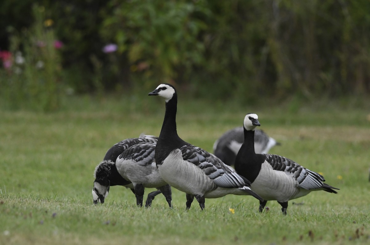 Barnacle Goose - ML641869131
