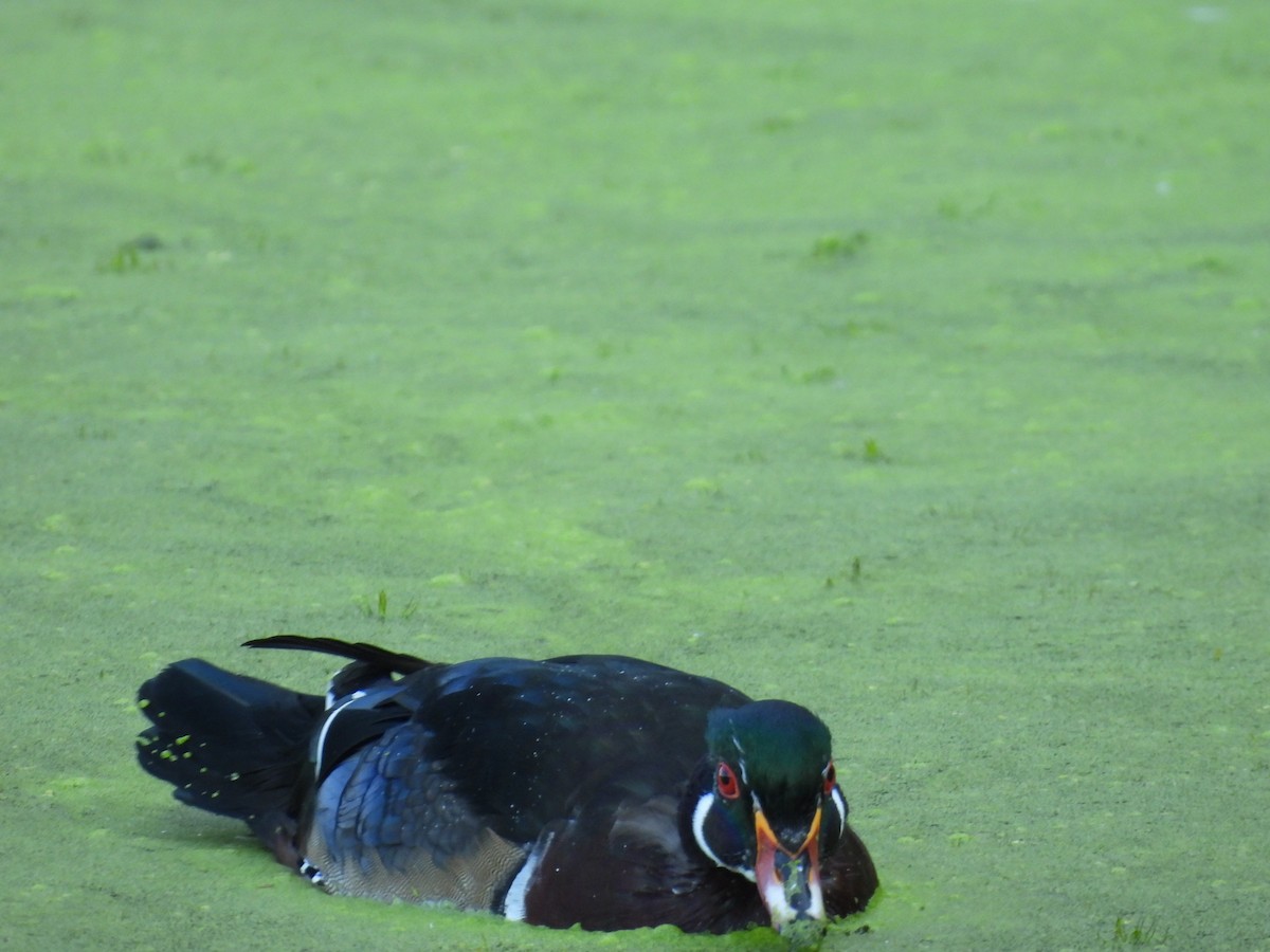Wood Duck - ML641869175