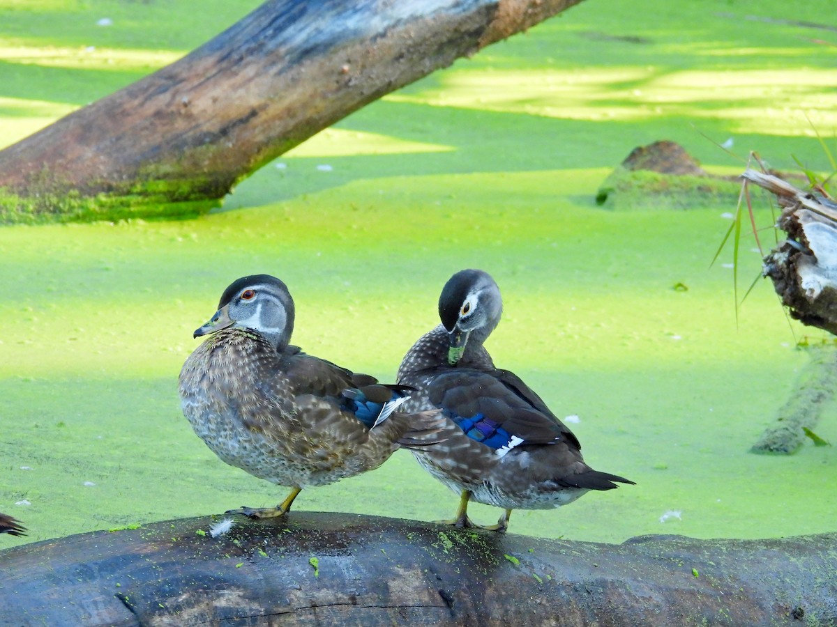 Wood Duck - ML641869178