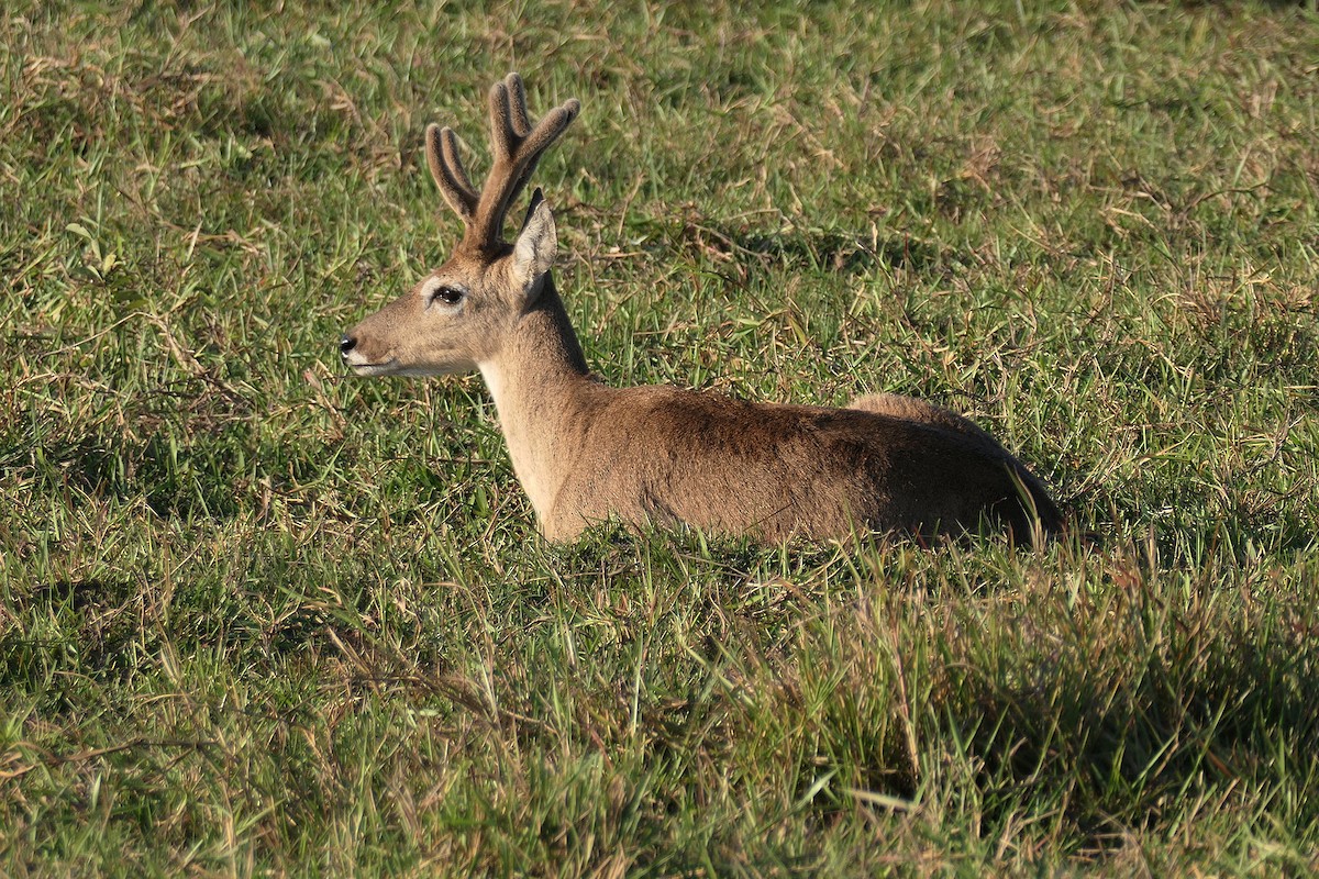 Marsh Deer - ML641869185