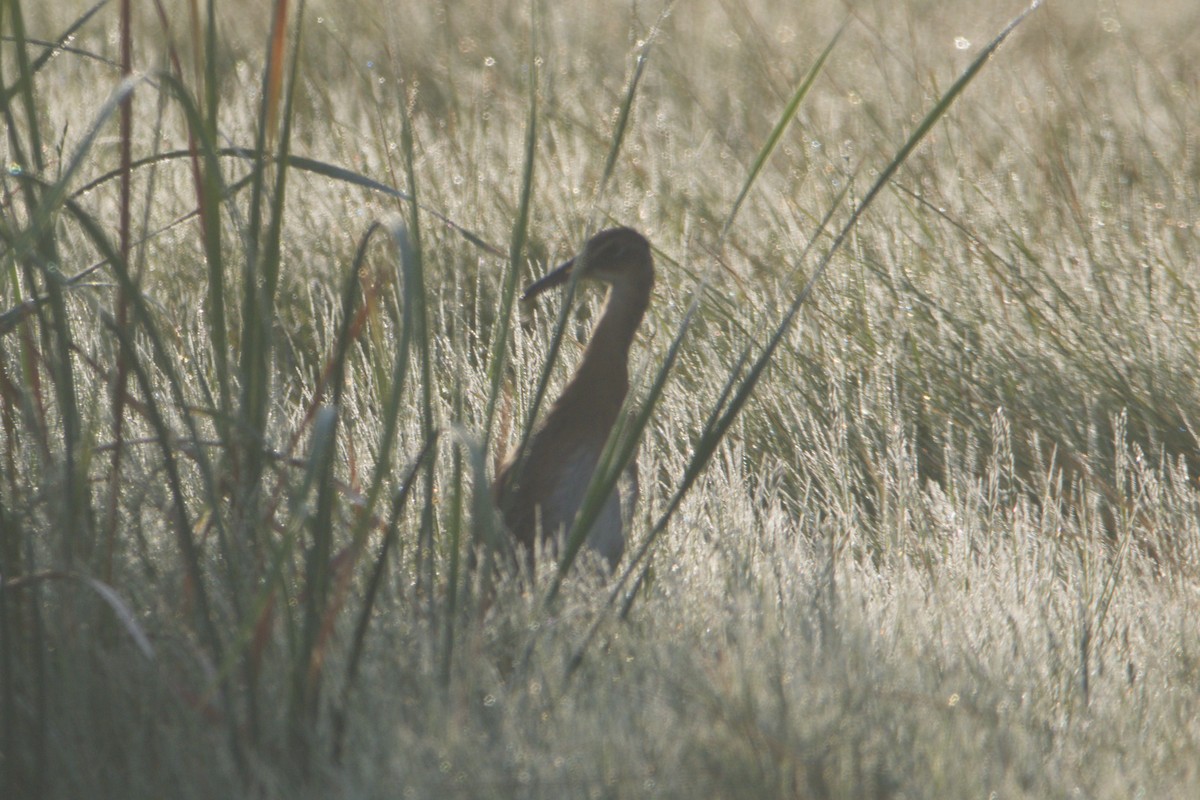 King Rail - ML641869190
