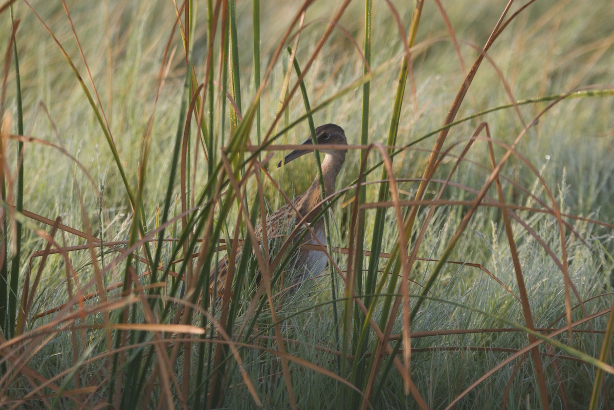 King Rail - ML641869193