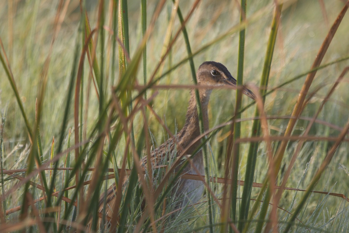 King Rail - ML641869194