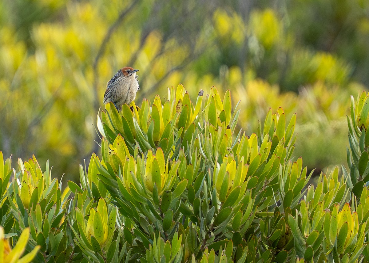 Cape Grassbird - ML641869204