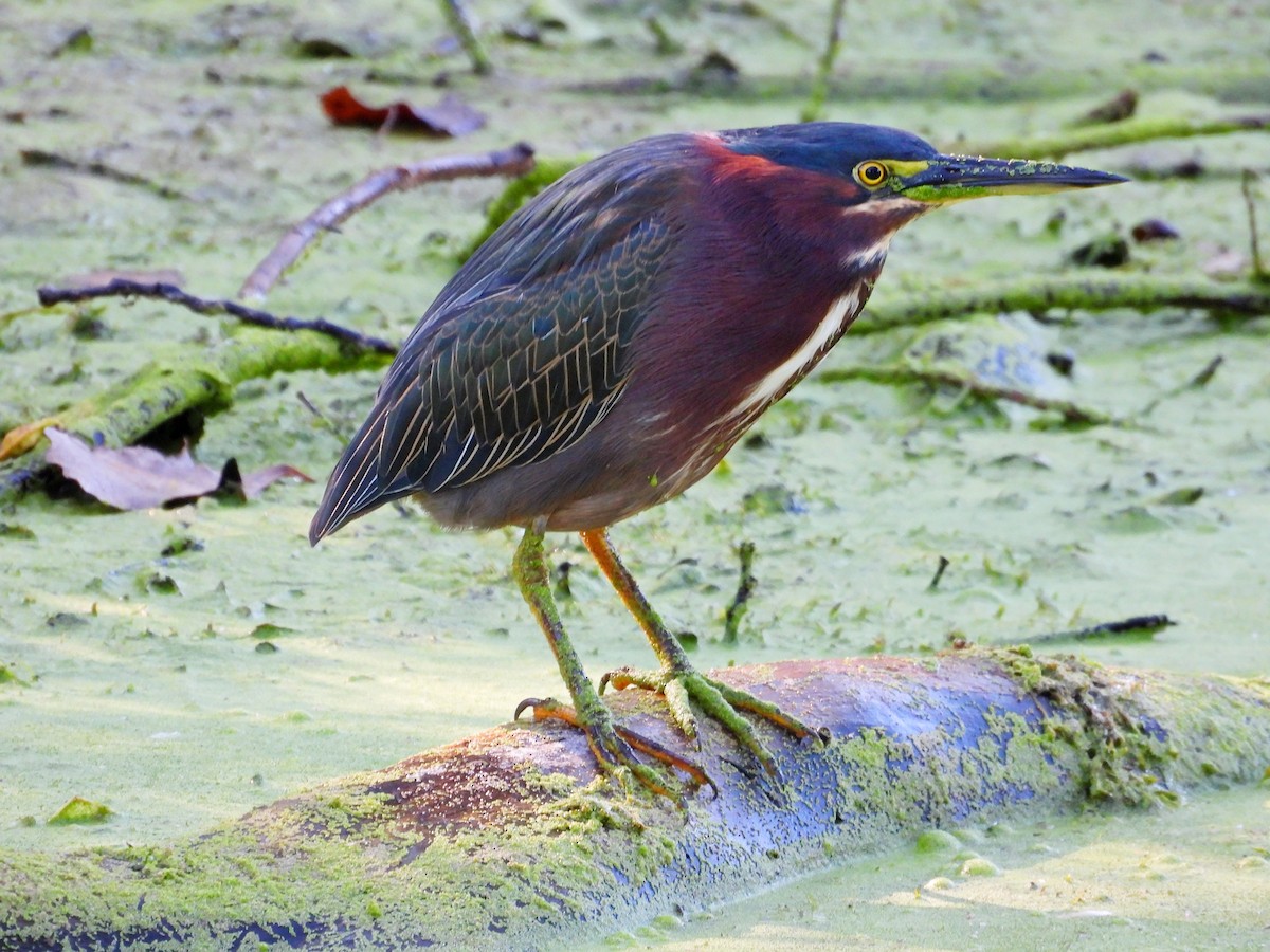 Green Heron - ML641869230