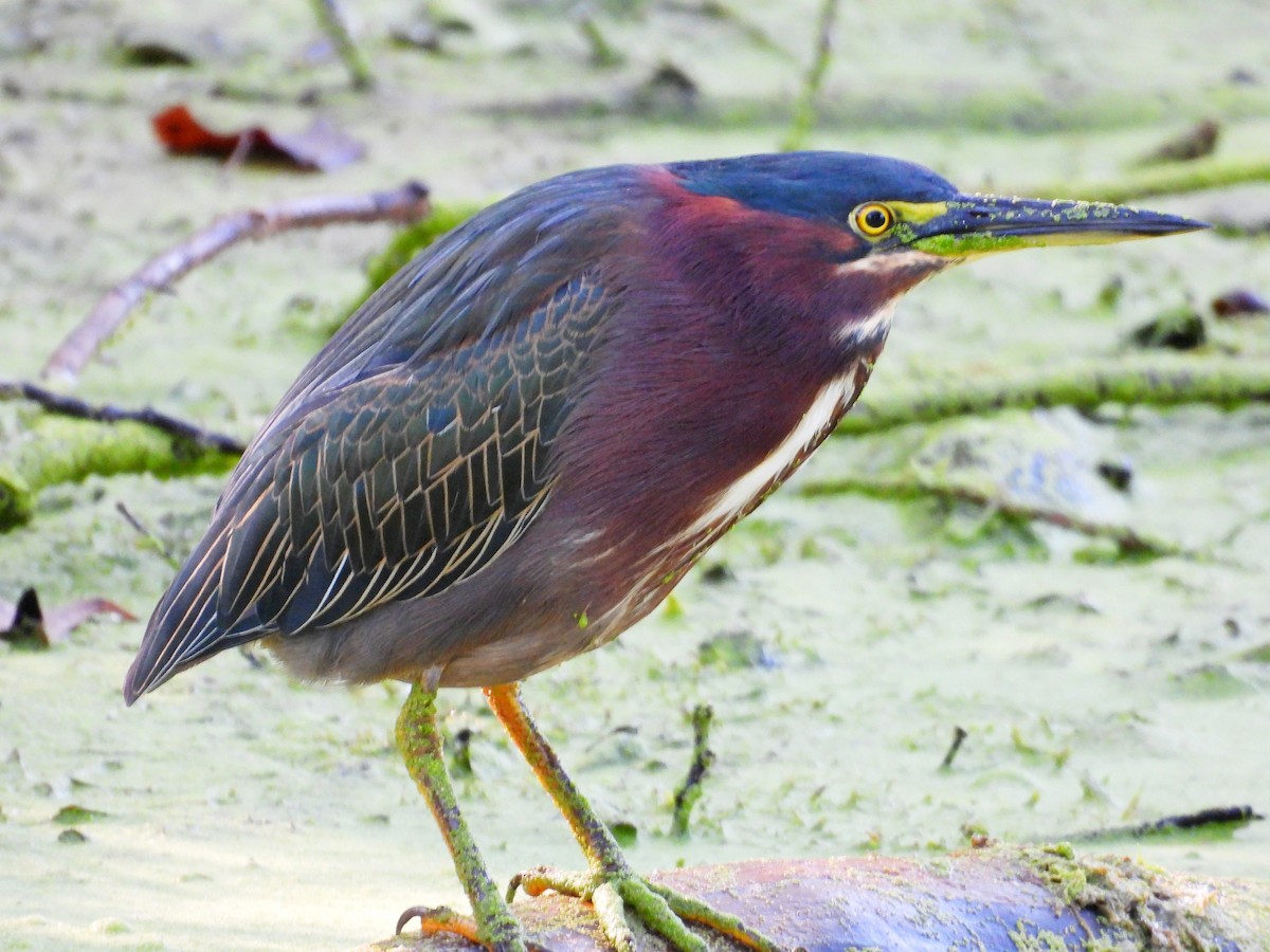 Green Heron - ML641869239