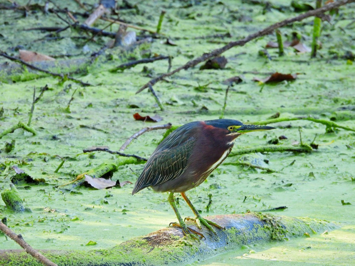 Green Heron - ML641869240