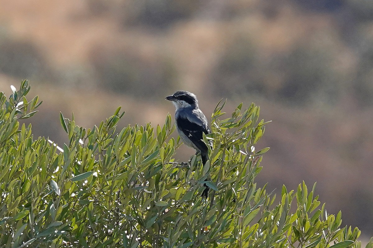 Iberian Gray Shrike - ML641869252