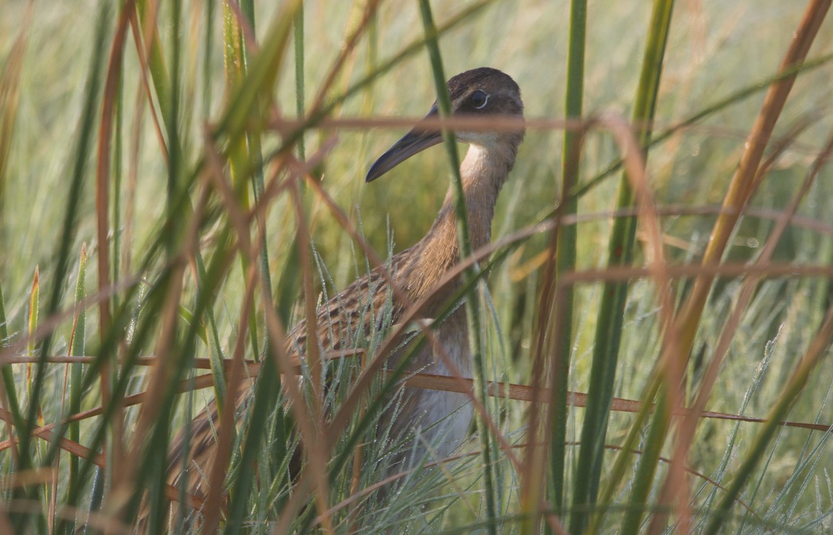 King Rail - ML641869268