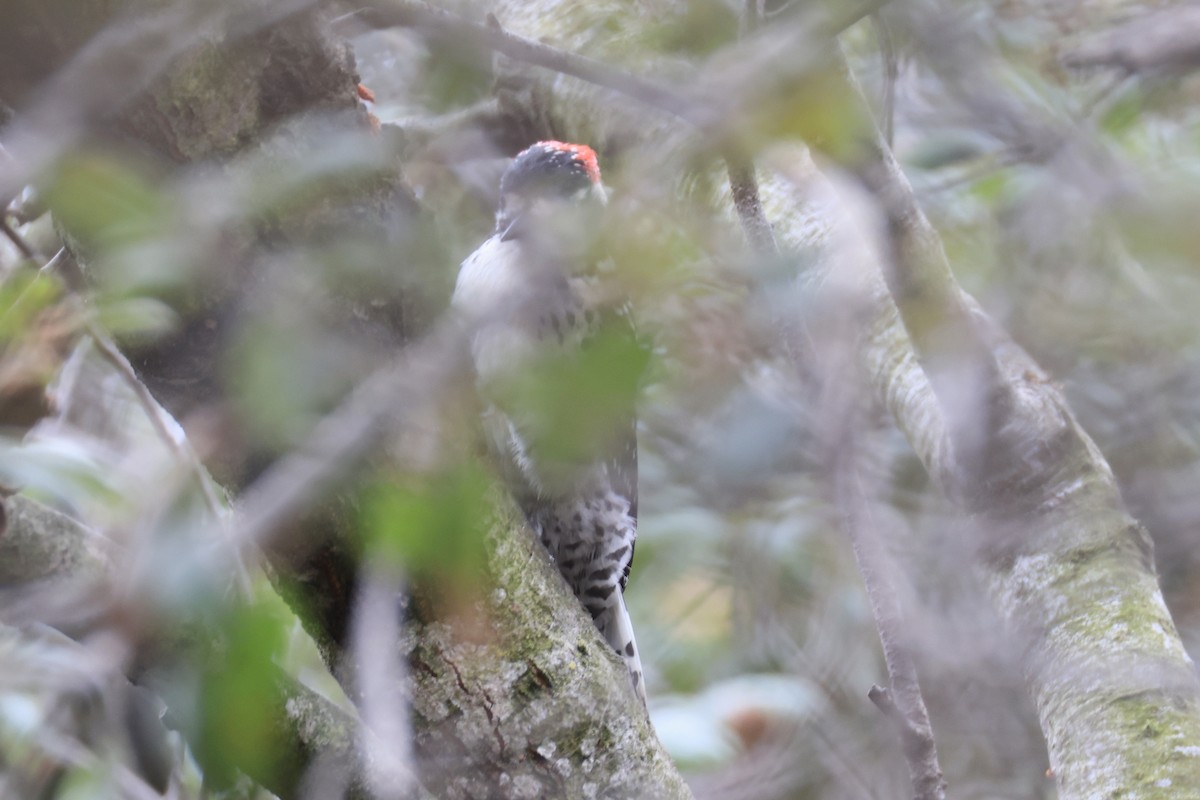 Nuttall's Woodpecker - ML641869273
