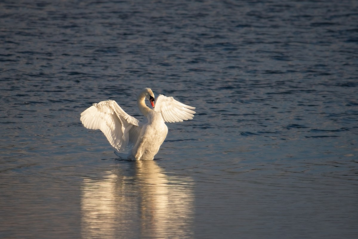 labuť velká - ML641869275