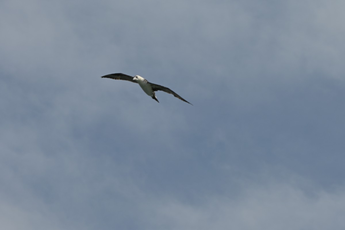 Northern Gannet - ML641869292