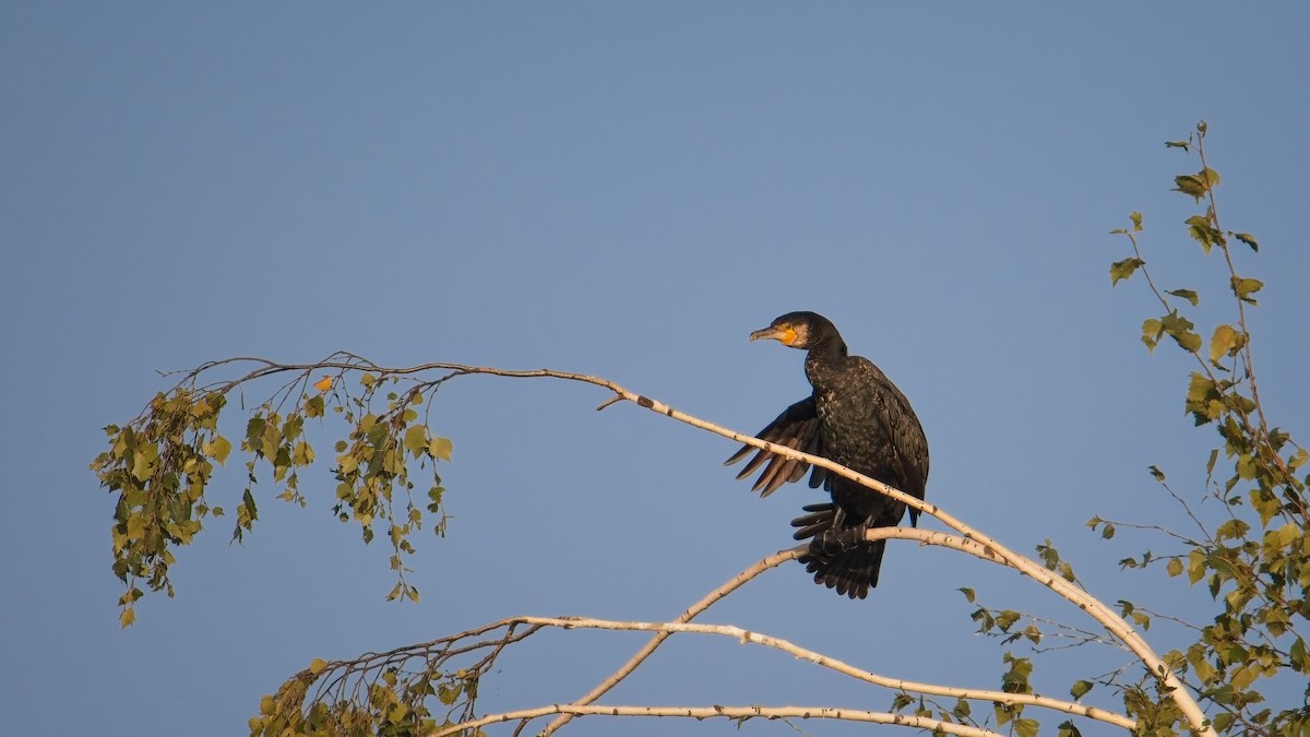 kormorán velký - ML641869293