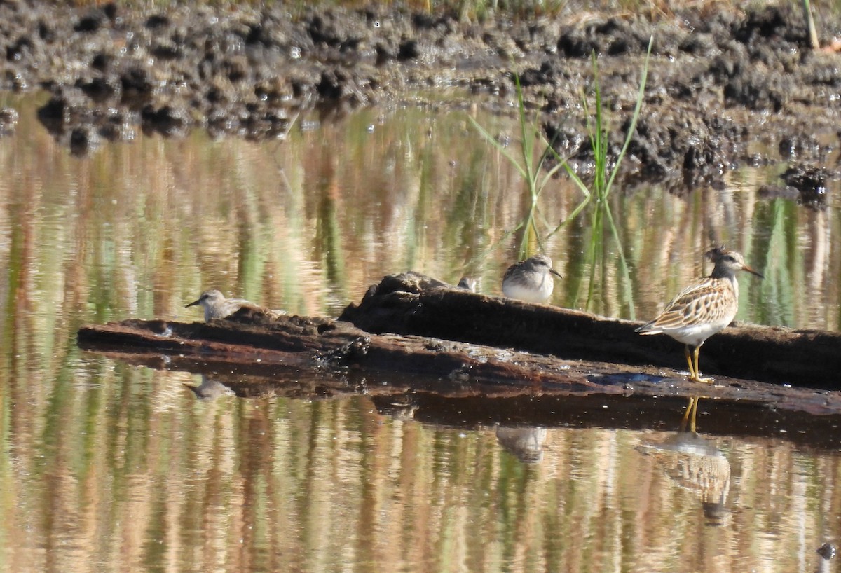 tanımsız küçük kumkuşu (Calidris sp.) - ML641869304
