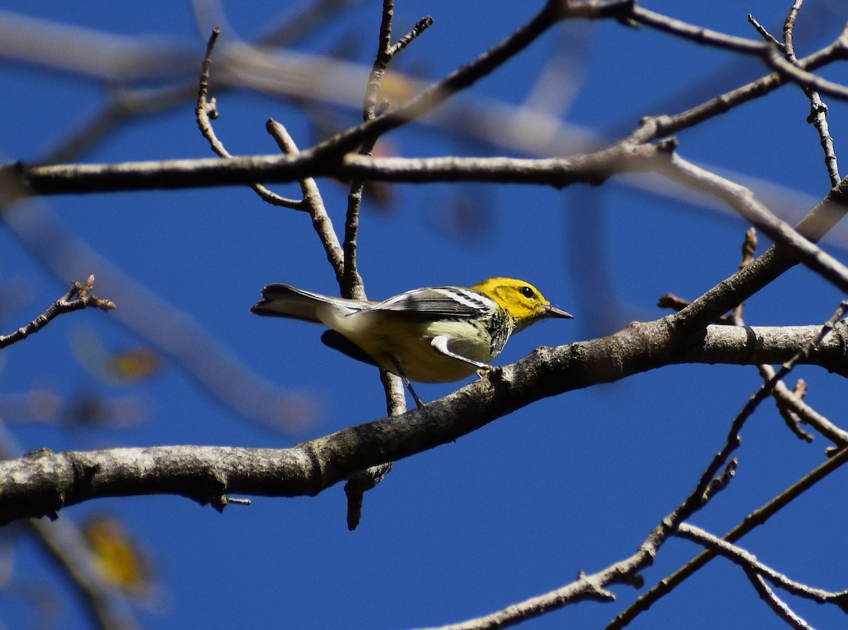 Black-throated Green Warbler - ML641869329