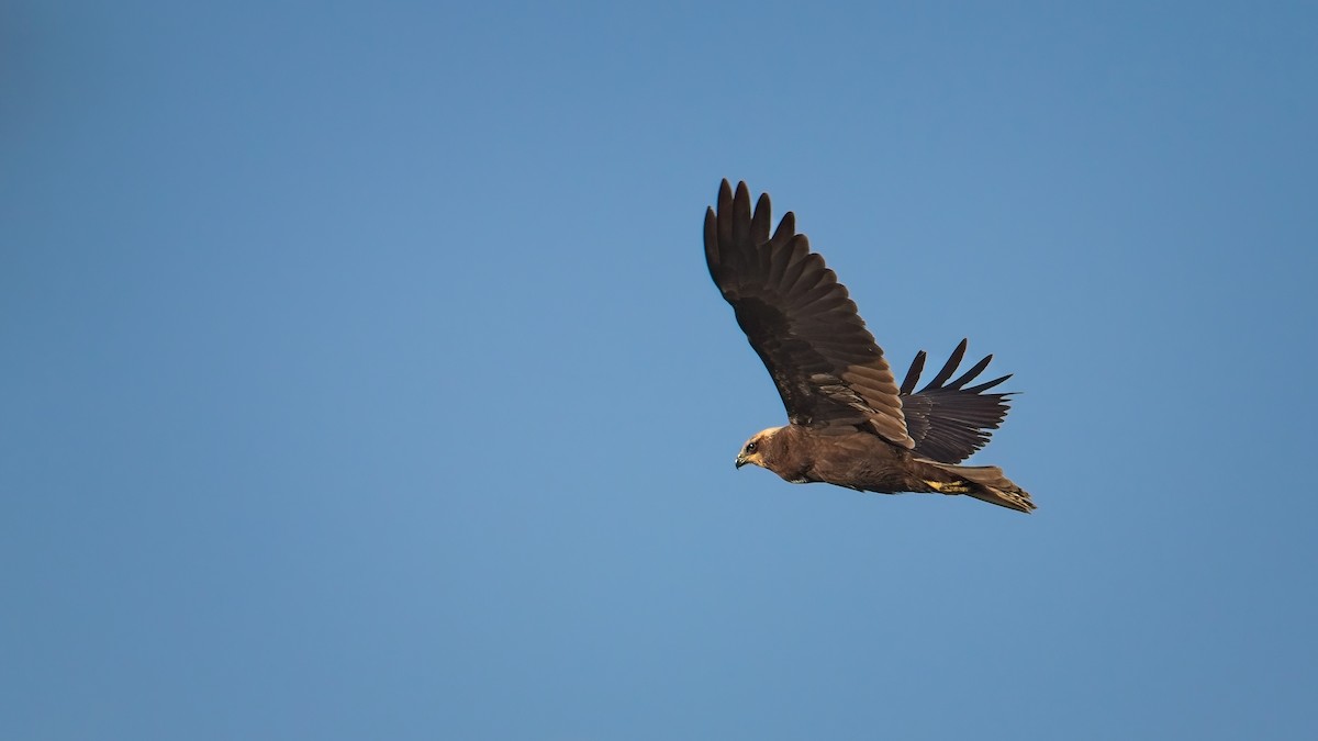 Western Marsh Harrier - ML641869331