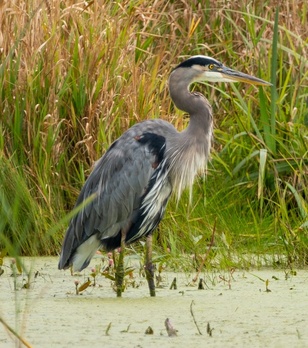 Great Blue Heron - ML641869350