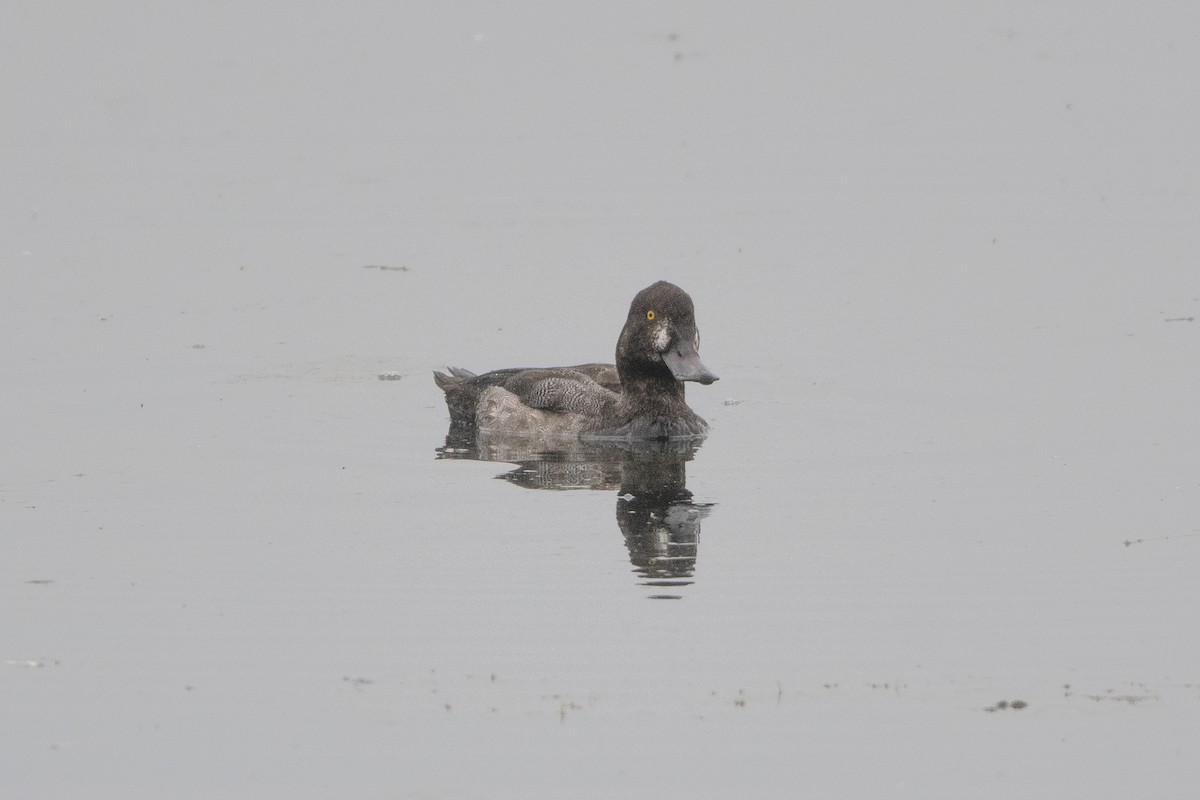 Greater Scaup - ML641869355