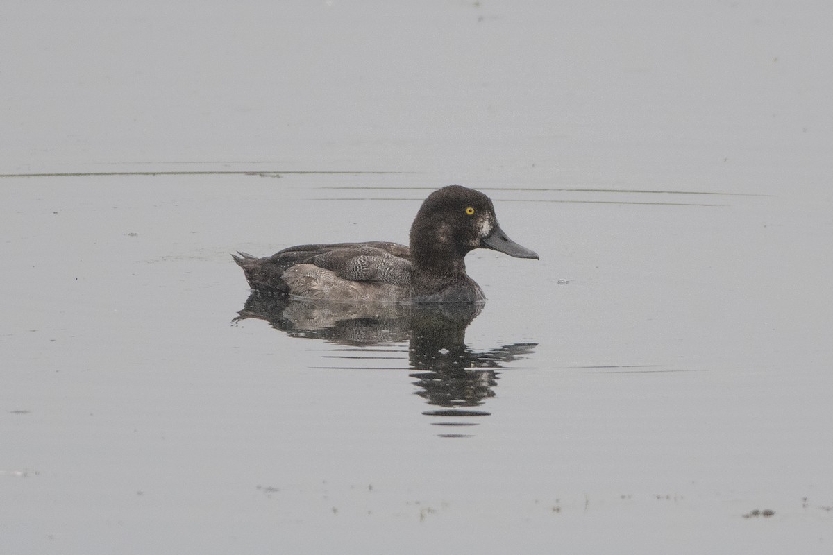 Greater Scaup - ML641869356