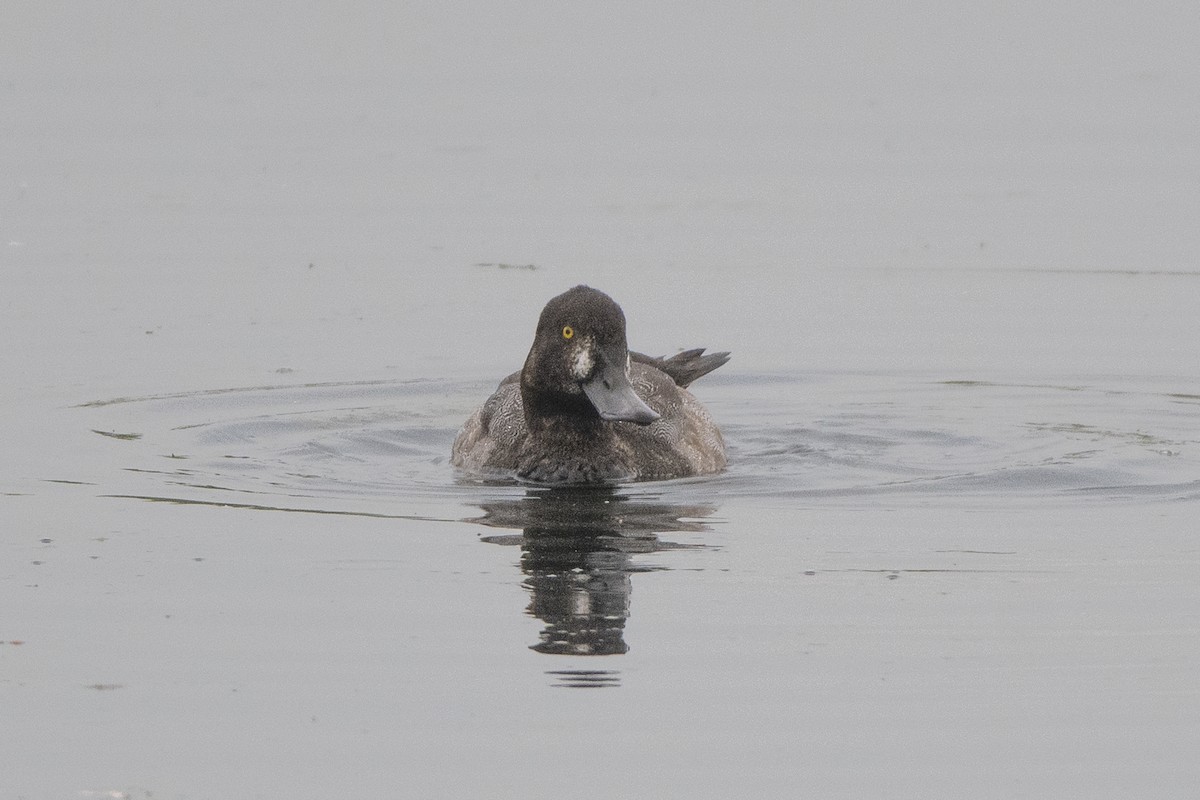 Greater Scaup - ML641869359