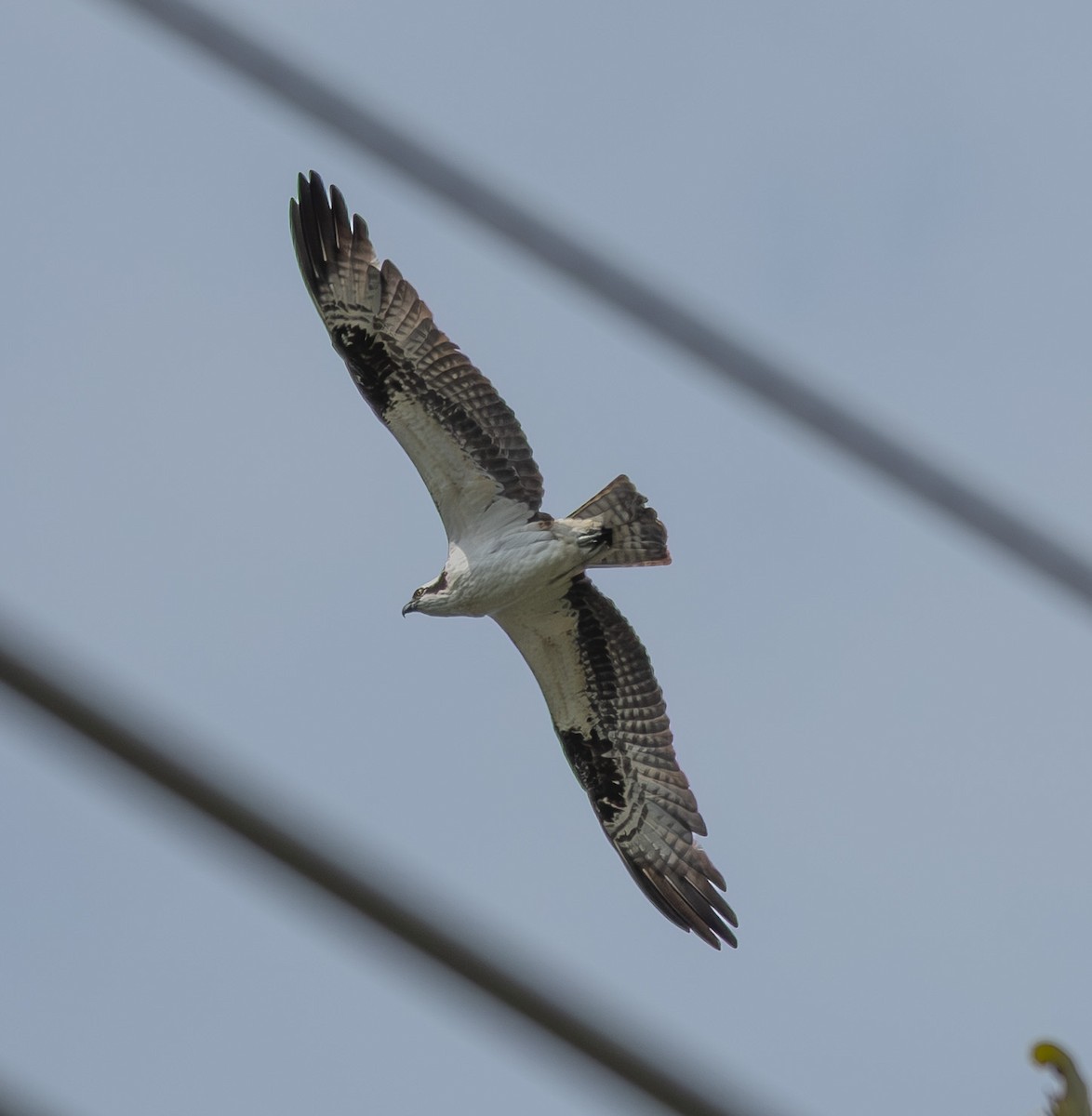 Osprey - ML641869362