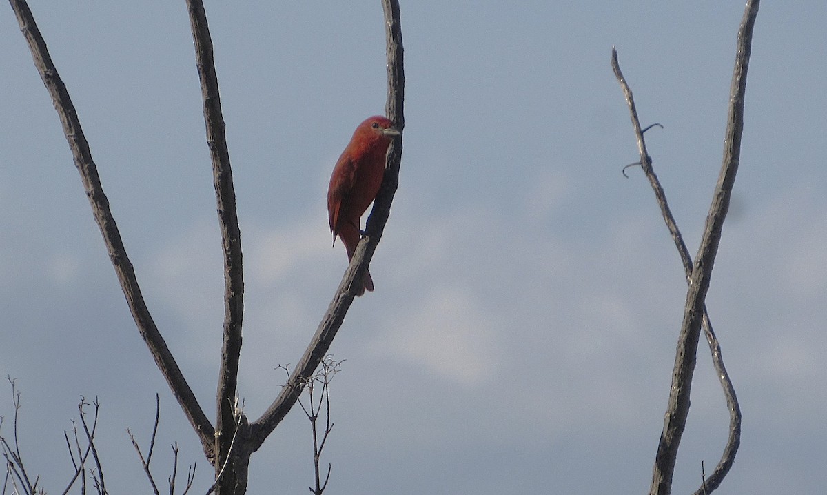 Hepatic Tanager - ML641869368