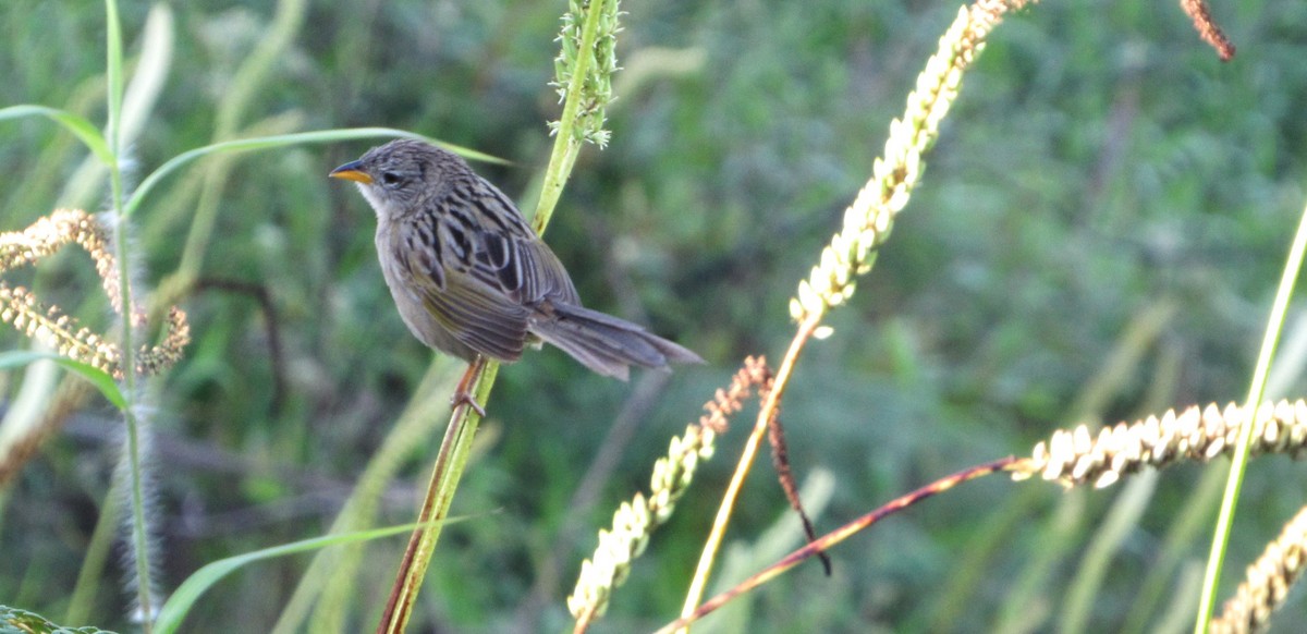 Wedge-tailed Grass-Finch - ML641869392