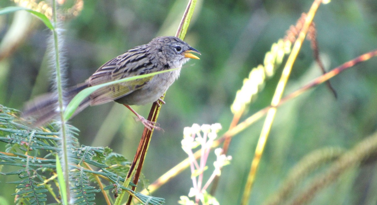 Wedge-tailed Grass-Finch - ML641869393