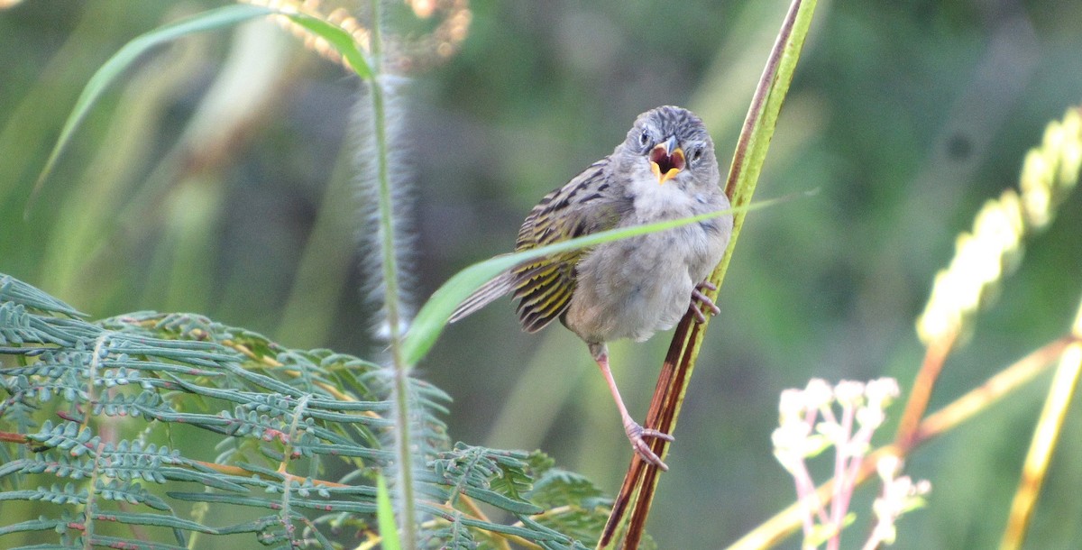 Wedge-tailed Grass-Finch - ML641869394