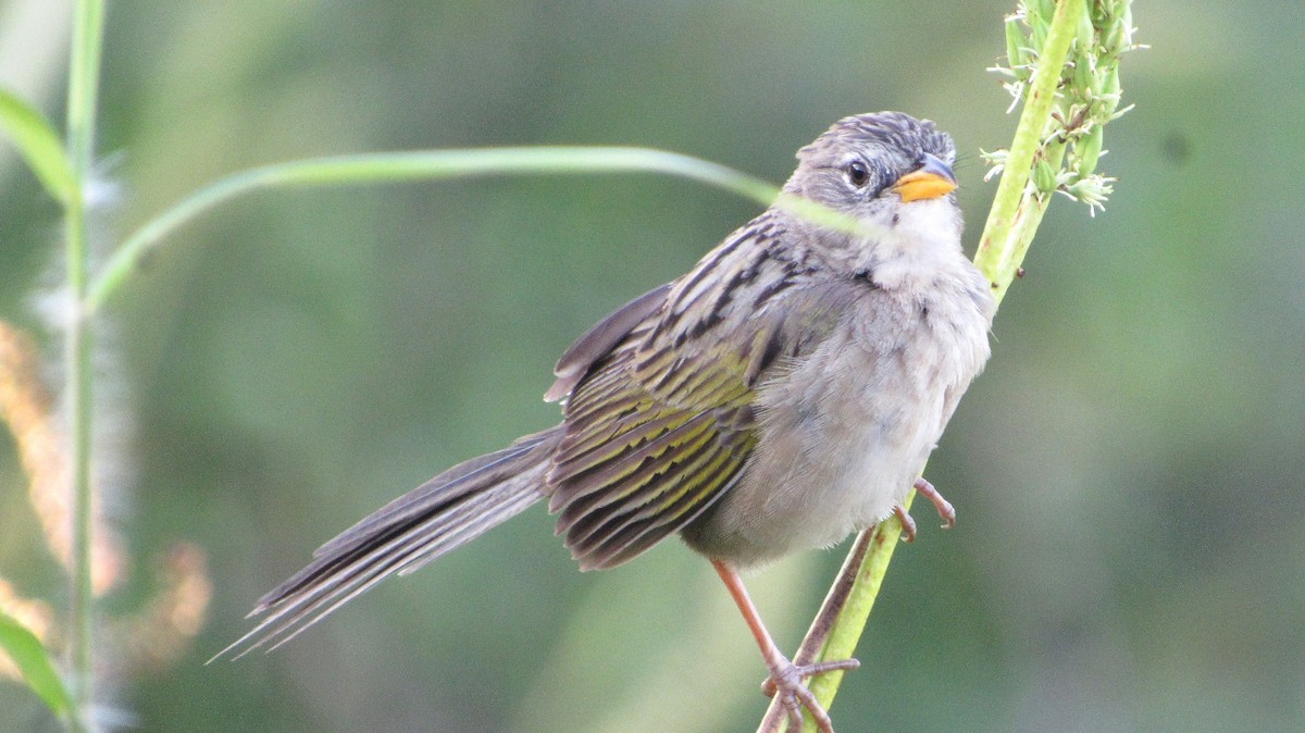 Wedge-tailed Grass-Finch - ML641869395