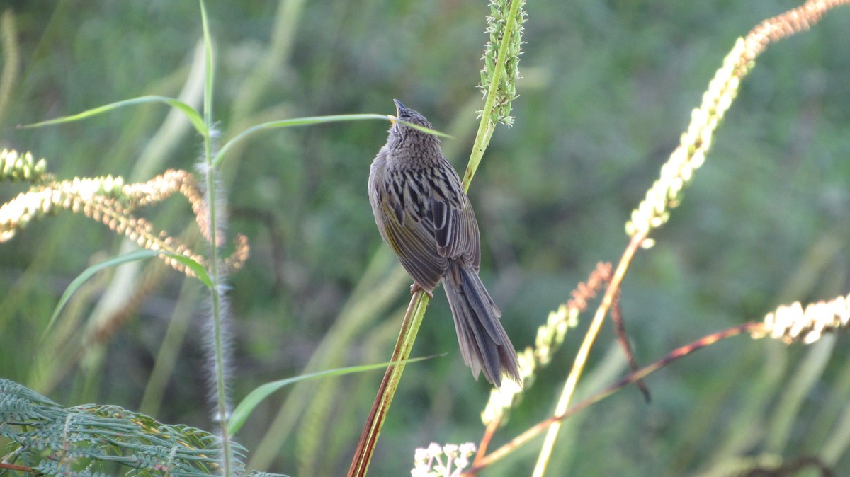 Wedge-tailed Grass-Finch - ML641869397