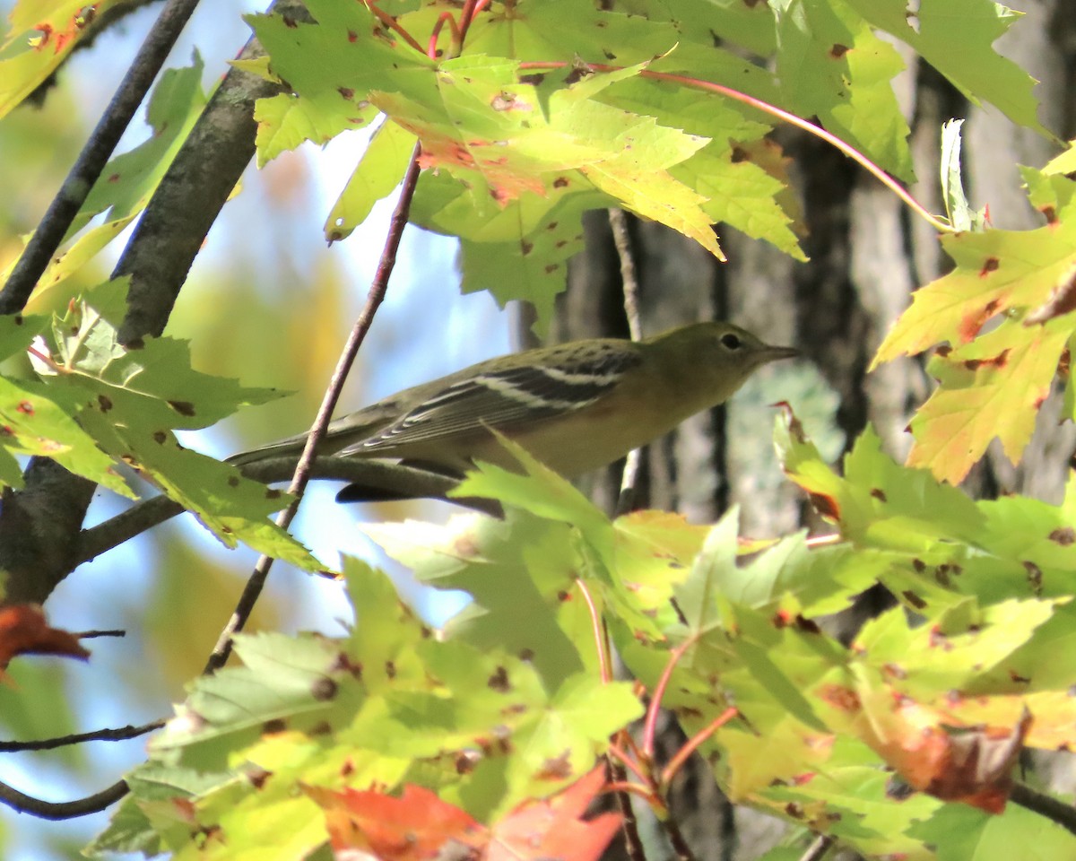 Bay-breasted Warbler - ML641869400