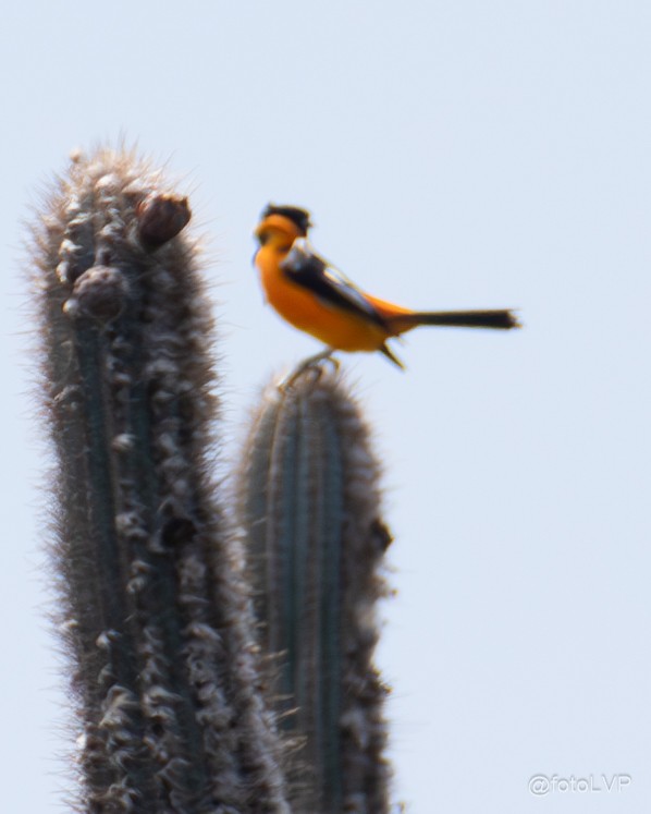 Venezuelan Troupial - ML641869421