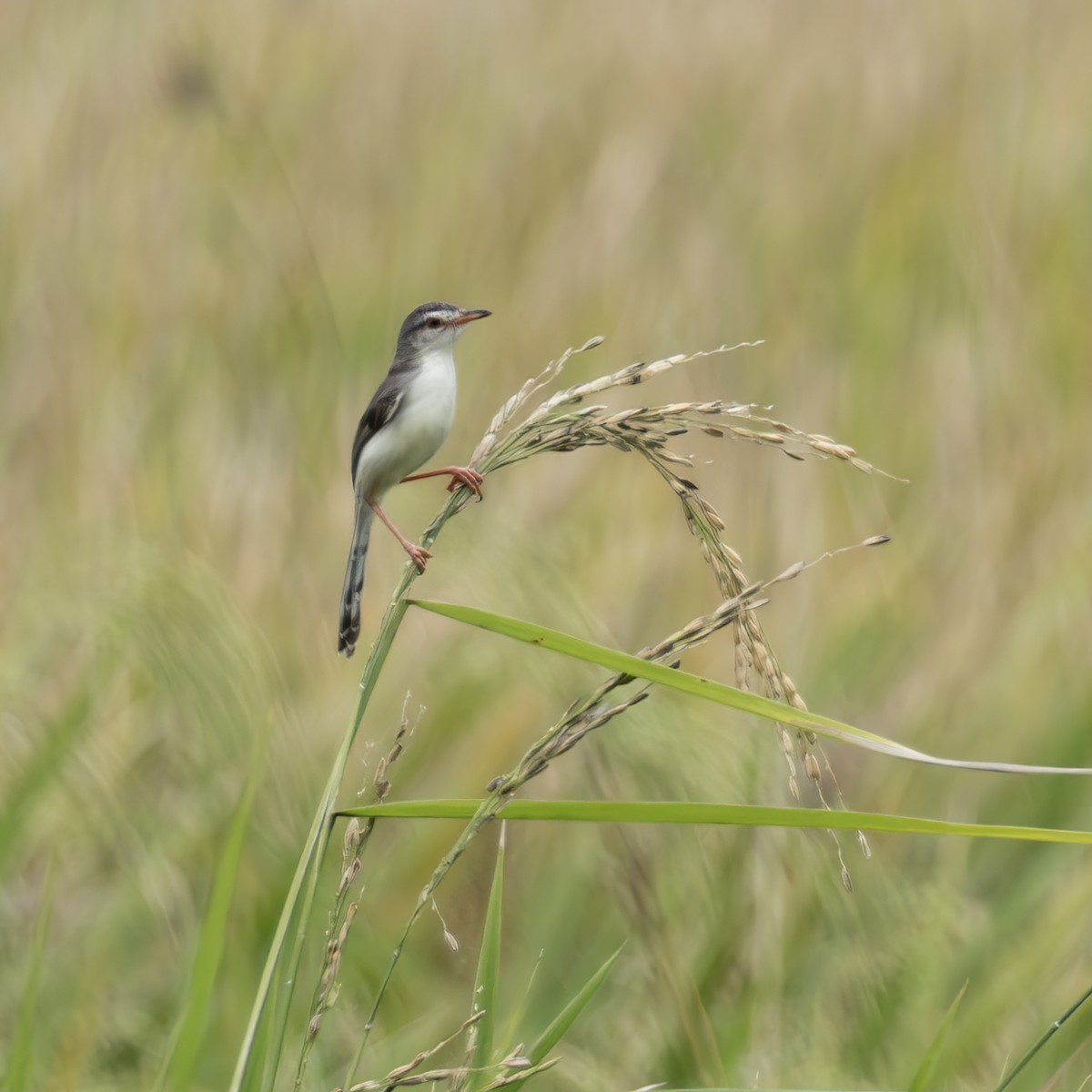 Prinia simple - ML641869422