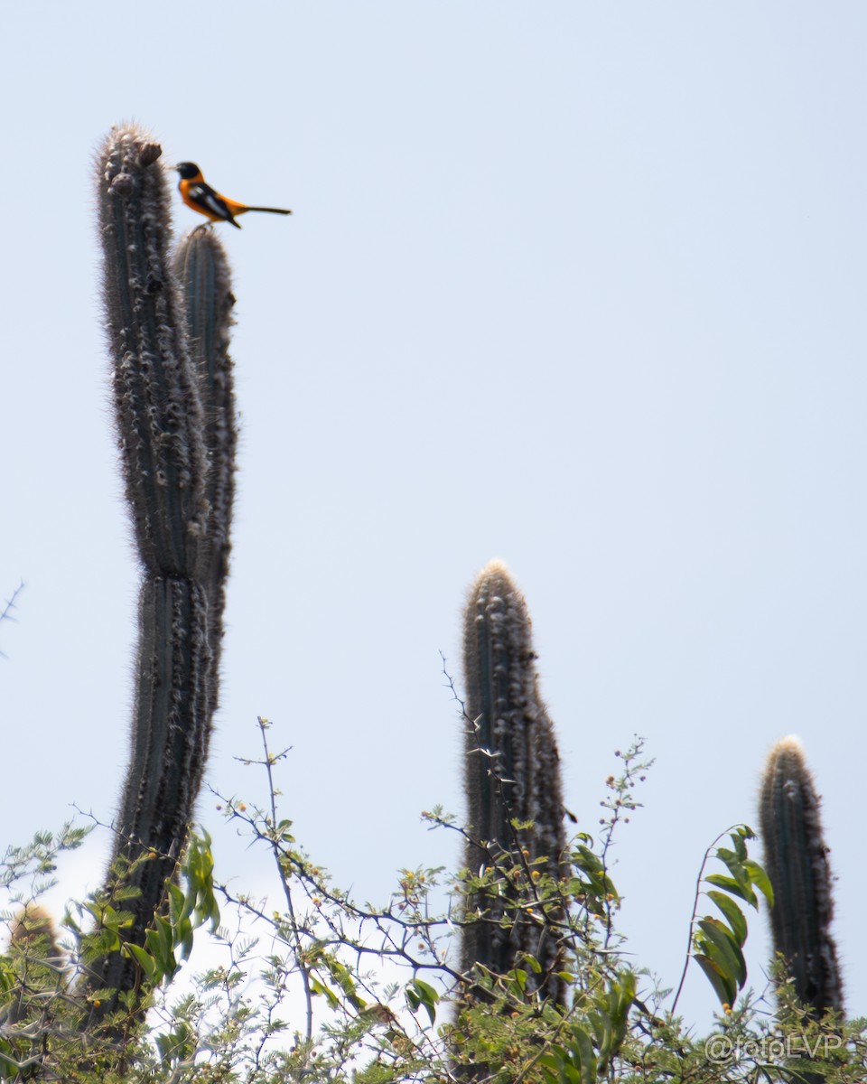 Venezuelan Troupial - ML641869424