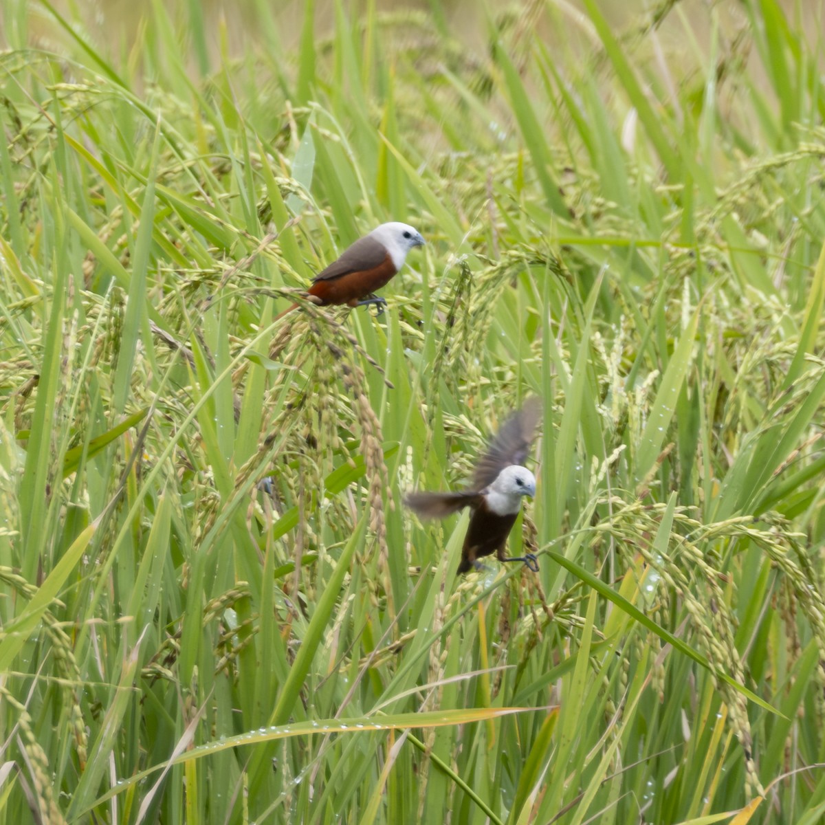 Capucin pâle - ML641869446