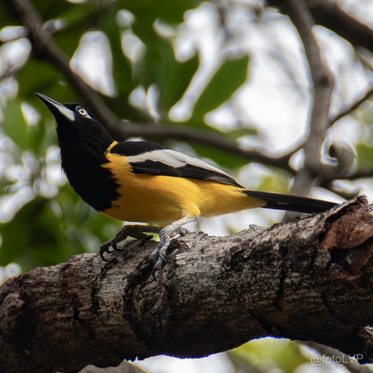 Venezuelan Troupial - ML641869474