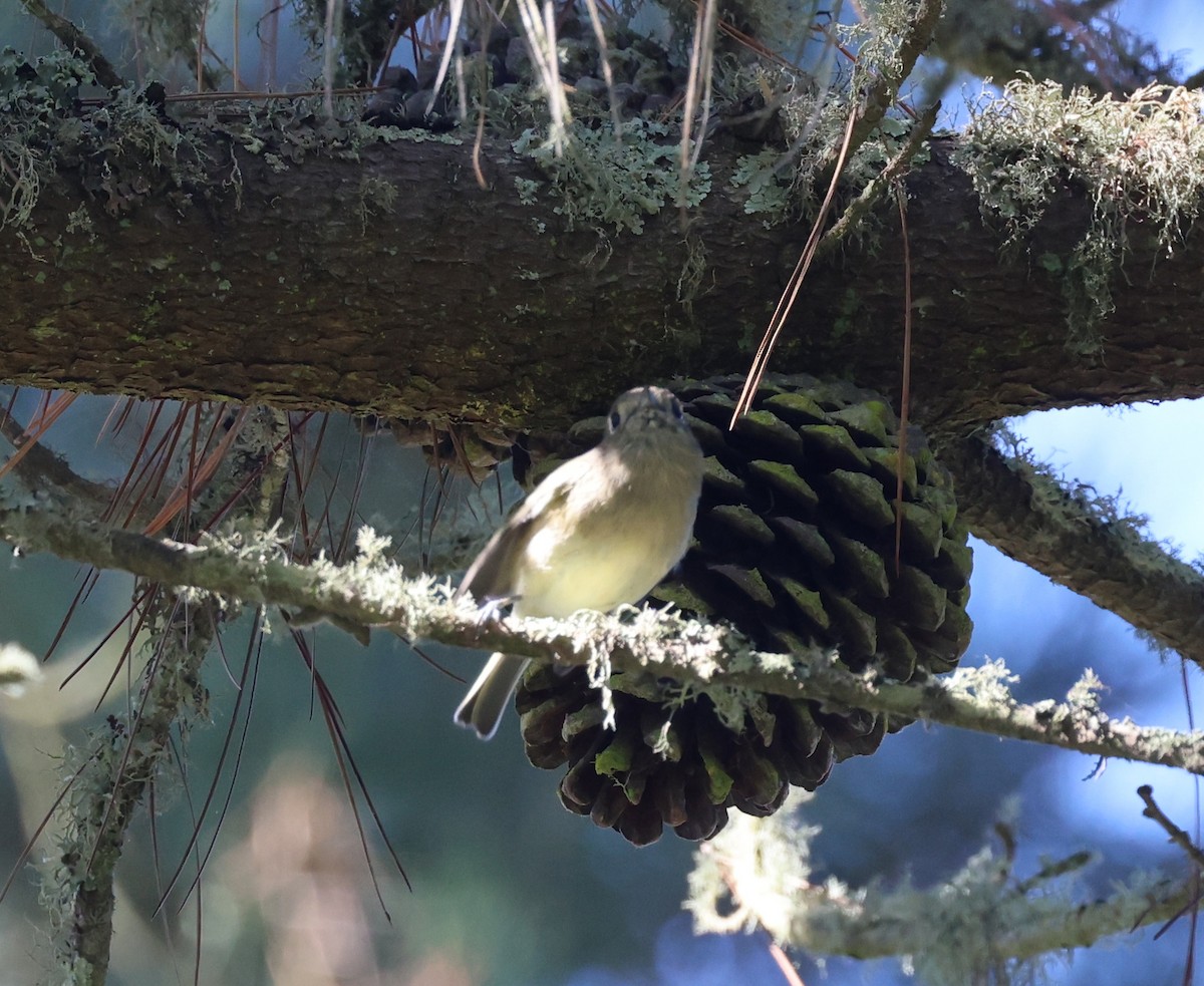 Hutton's Vireo - ML641869478