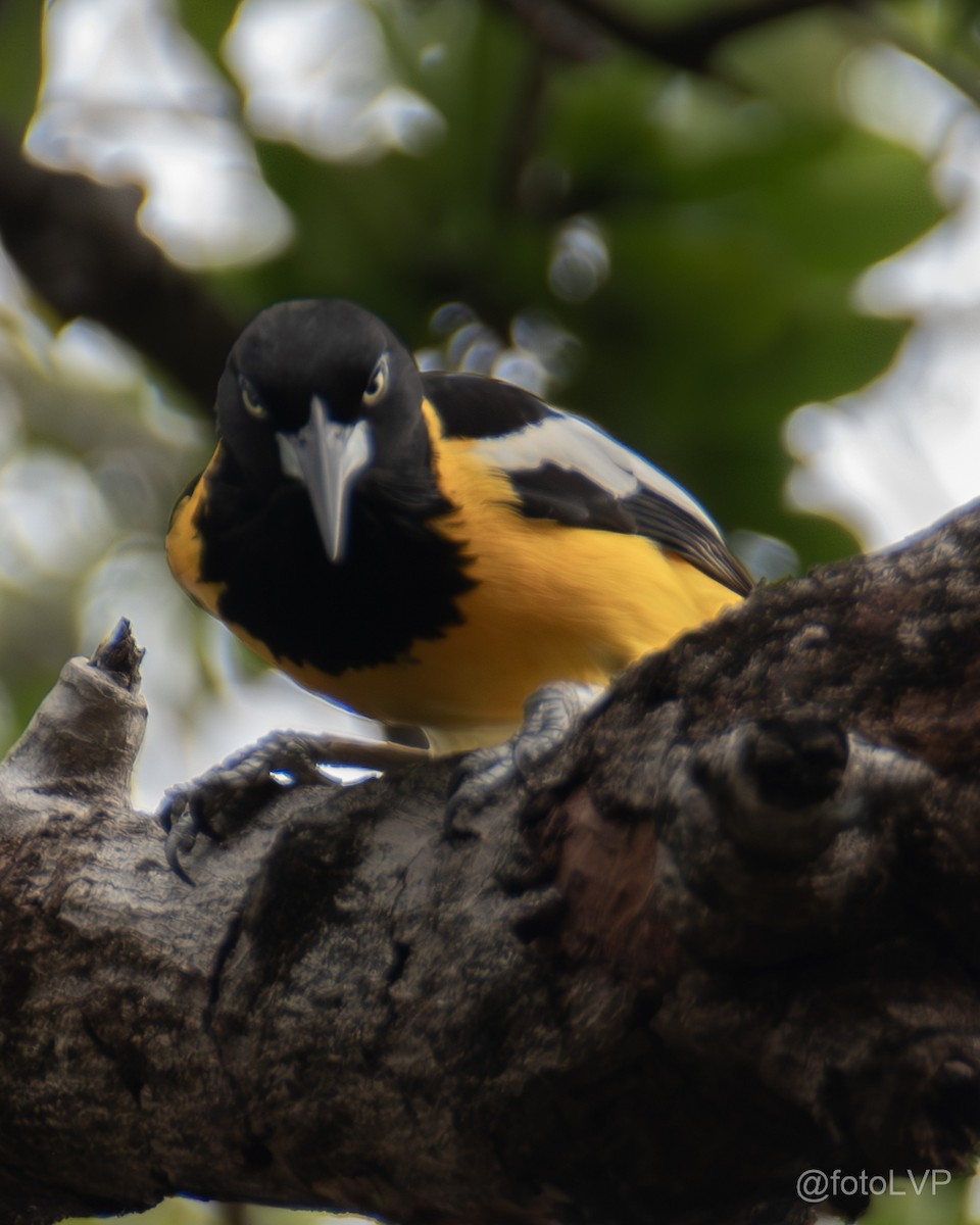 Venezuelan Troupial - ML641869481