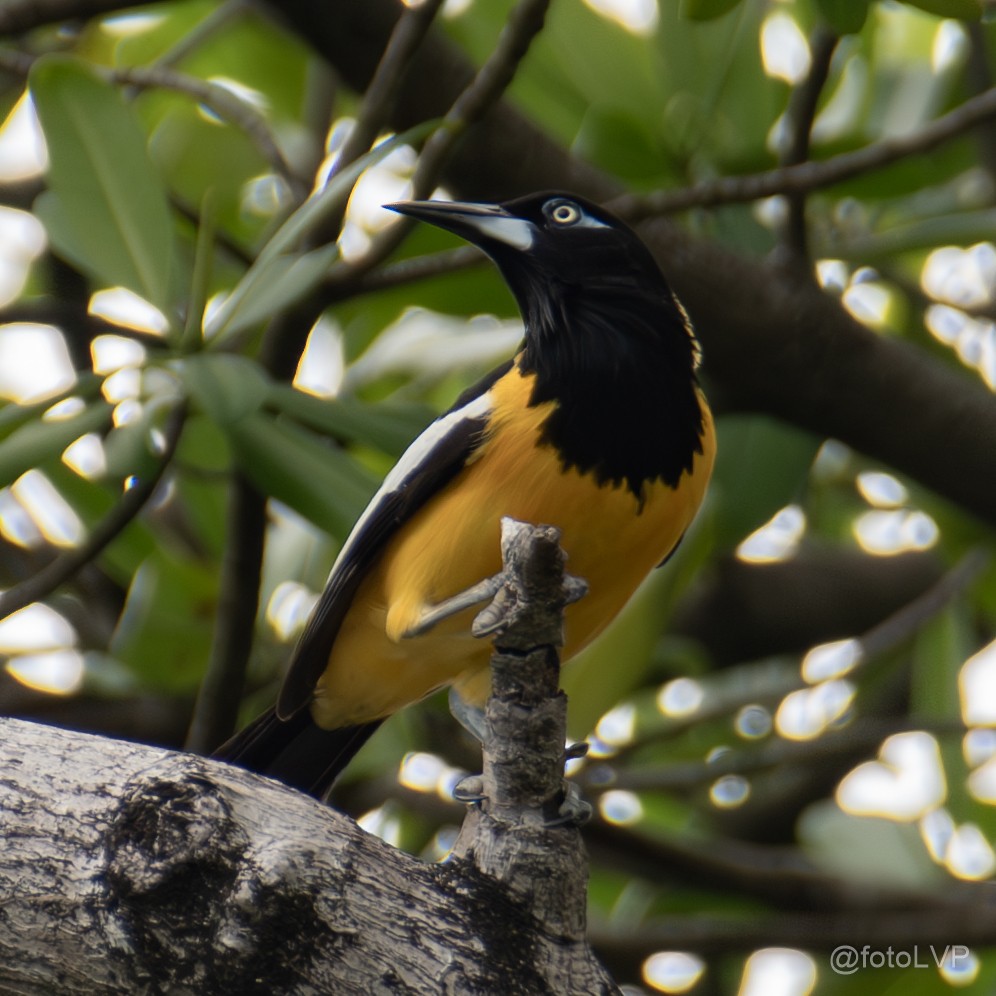 Venezuelan Troupial - ML641869484