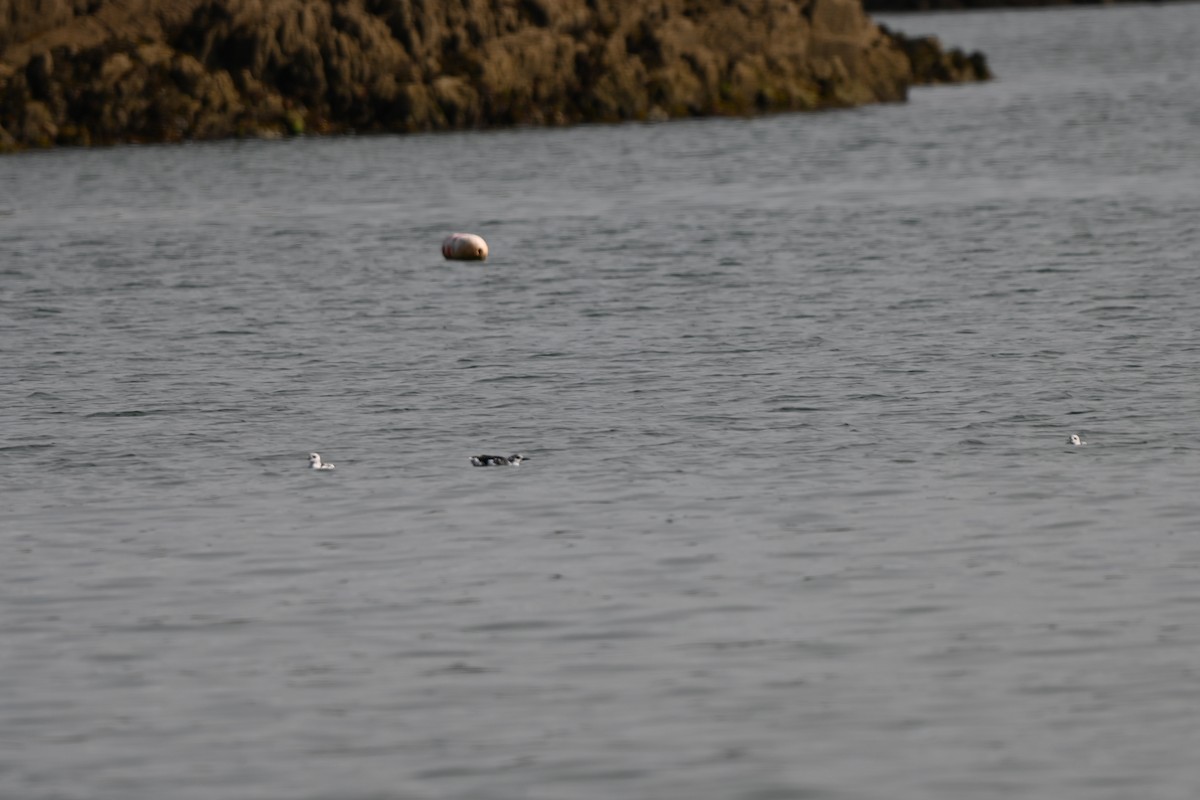 Black Guillemot - ML641869485