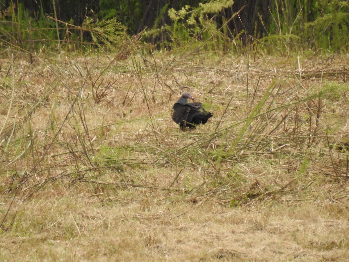 Turkey Vulture - ML641869494