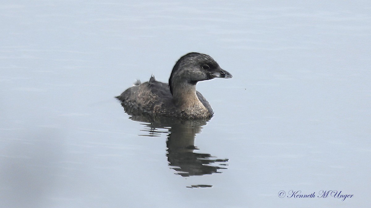 Pied-billed Grebe - ML641869512