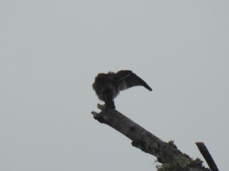 Eastern Wood-Pewee - ML641869516
