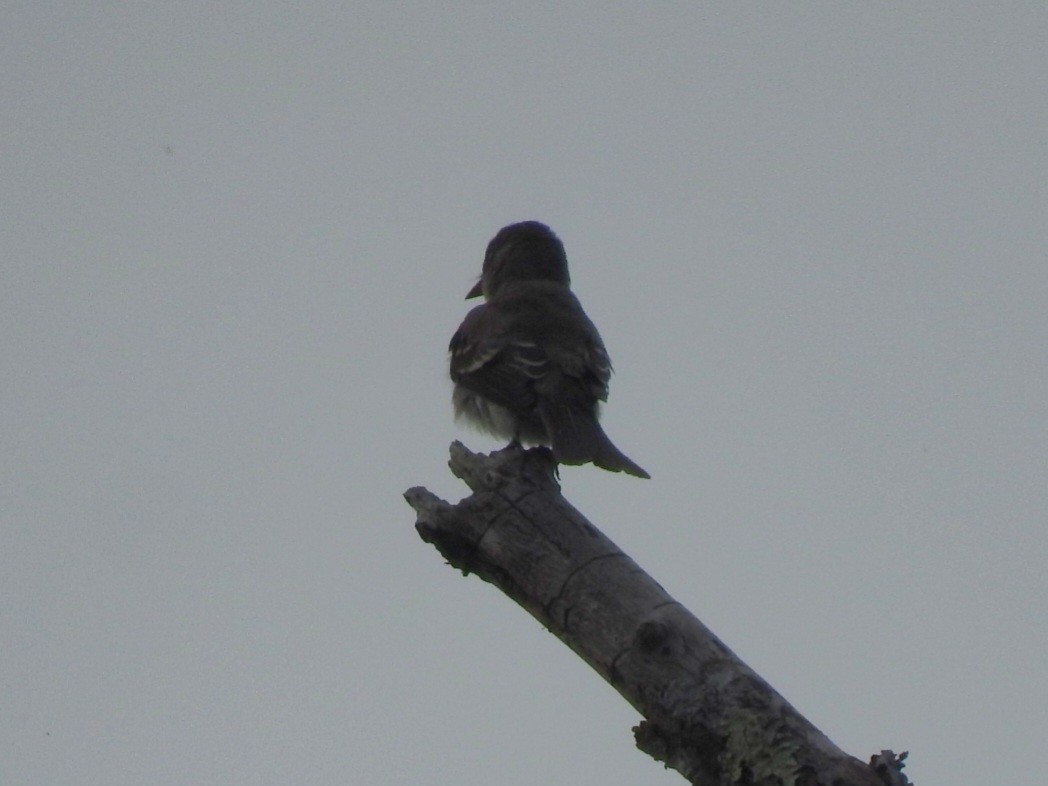 Eastern Wood-Pewee - ML641869517