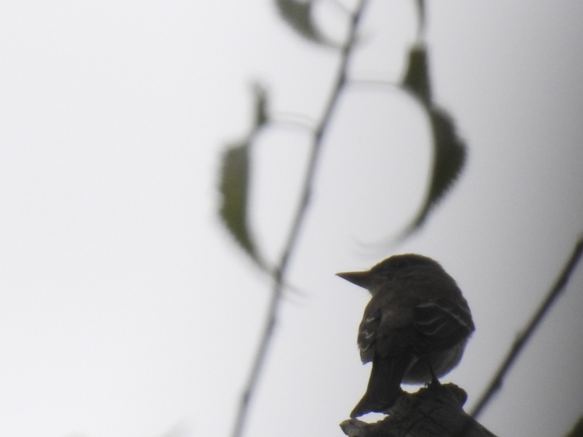 Eastern Wood-Pewee - ML641869519